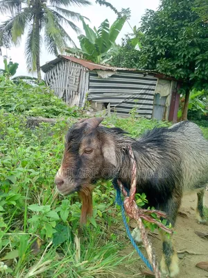 Farm Goat