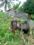 Farm Goat - 1