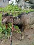 Farm Goat - 2