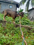 Farm Goat - 3