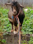 Farm Goat - 4