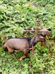 Farm Goat - 5