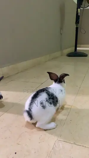 Zakin Dawa don Kayan Daki, Noma/Nama (Babba)