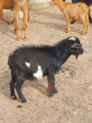 Awaki da Agwagi don Siyarwa - Ayekale OTA Efun Osogbo