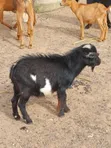 Awaki da Agwagi don Siyarwa - Ayekale OTA Efun Osogbo - 1