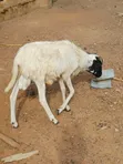 Awaki da Agwagi don Siyarwa - Ayekale OTA Efun Osogbo - 2