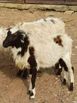 Awaki da Agwagi don Siyarwa - Ayekale OTA Efun Osogbo - 3
