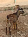 Awaki da Agwagi don Siyarwa - Ayekale OTA Efun Osogbo - 4