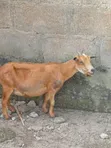 Awaki da Agwagi don Siyarwa - Ayekale OTA Efun Osogbo - 5
