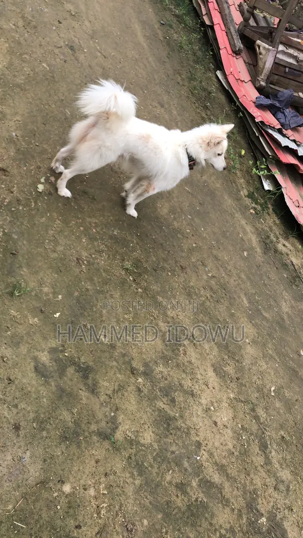 Purebred American Eskimo Male - Stud Only - 1