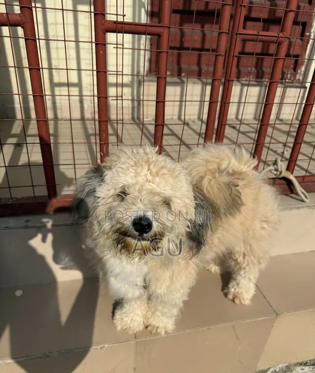 Purebred Lhasa Apso Puppy - 1-3 Months Old - 1