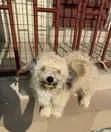 Purebred Lhasa Apso Puppy - 1-3 Months Old - 1