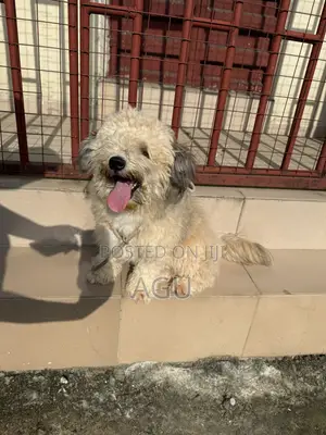 Purebred Lhasa Apso Puppy - 1-3 Months Old