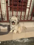 Purebred Lhasa Apso Puppy - 1-3 Months Old - 3