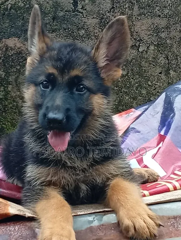 1-3 Month Male Purebred German Shepherd Puppy - 1