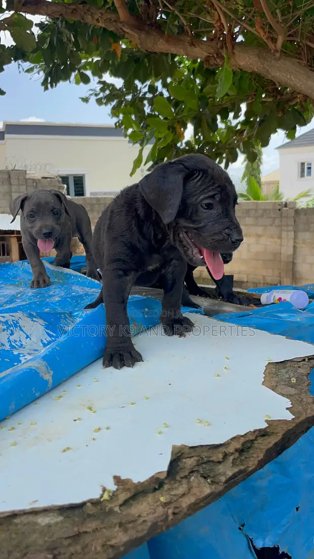 Purebred Cane Corso Puppies (1-3 Months) - Female - 1