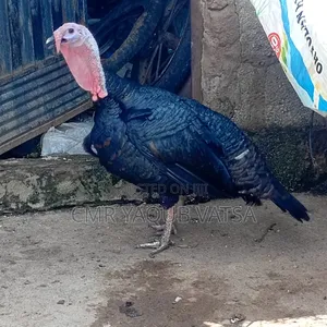 Two-Year-Old Male Turkey for Sale