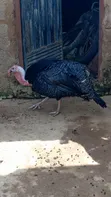 Namijin Alade Mai Shekaru Biyu Don Siyarwa - 2