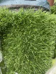 Artificial Grass Carpet - Brand New - 4
