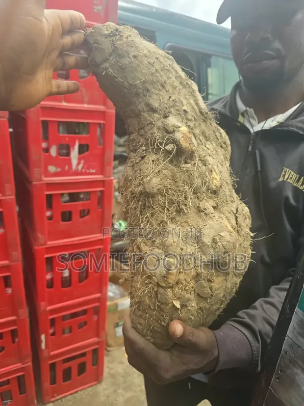 Ada Onitsha Yam - Girman Jumbo, Fari - 1