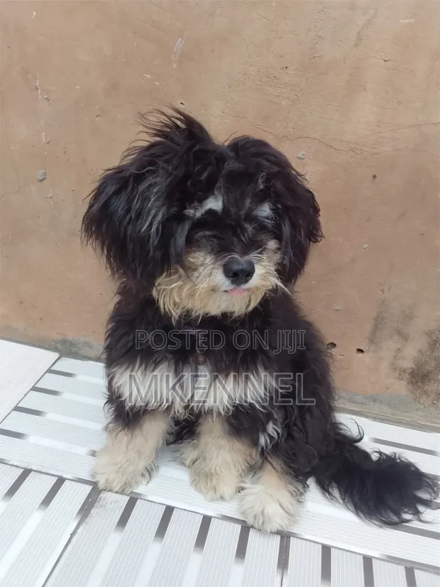 3-6 Month Female Purebred Lhasa Apso - 1