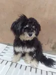 3-6 Month Female Purebred Lhasa Apso - 1