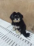 3-6 Month Female Purebred Lhasa Apso - 2