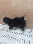 3-6 Month Female Purebred Lhasa Apso - 3