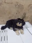 3-6 Month Female Purebred Lhasa Apso - 4