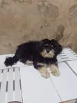 3-6 Month Female Purebred Lhasa Apso - 5
