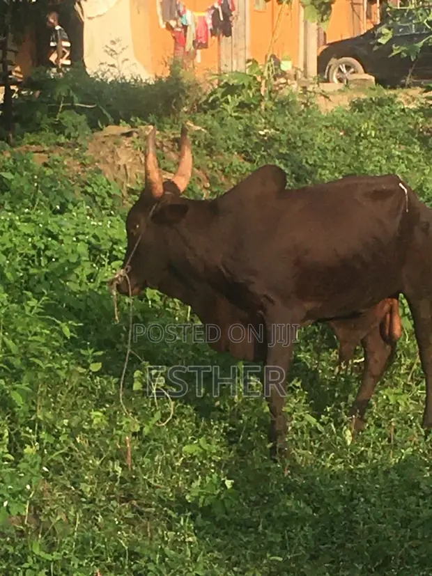 Cow Share for 13 Persons - 1