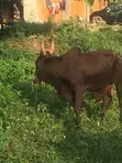 Cow Share for 13 Persons - 1