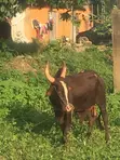 Cow Share for 13 Persons - 2