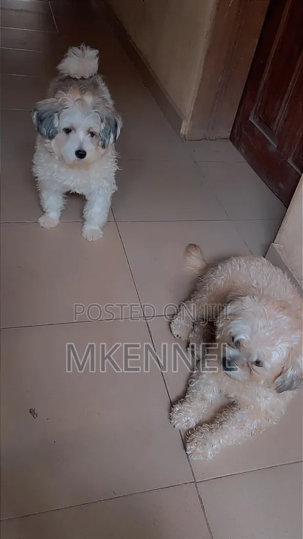 Female Purebred Lhasa Apso Puppy (0-1 Month) - 1