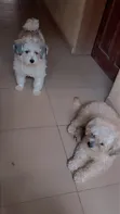 Female Purebred Lhasa Apso Puppy (0-1 Month) - 1