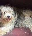 Female Purebred Lhasa Apso Puppy (0-1 Month) - 2