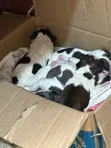 Female Purebred Lhasa Apso Puppy (0-1 Month) - 3