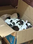 Female Purebred Lhasa Apso Puppy (0-1 Month) - 4