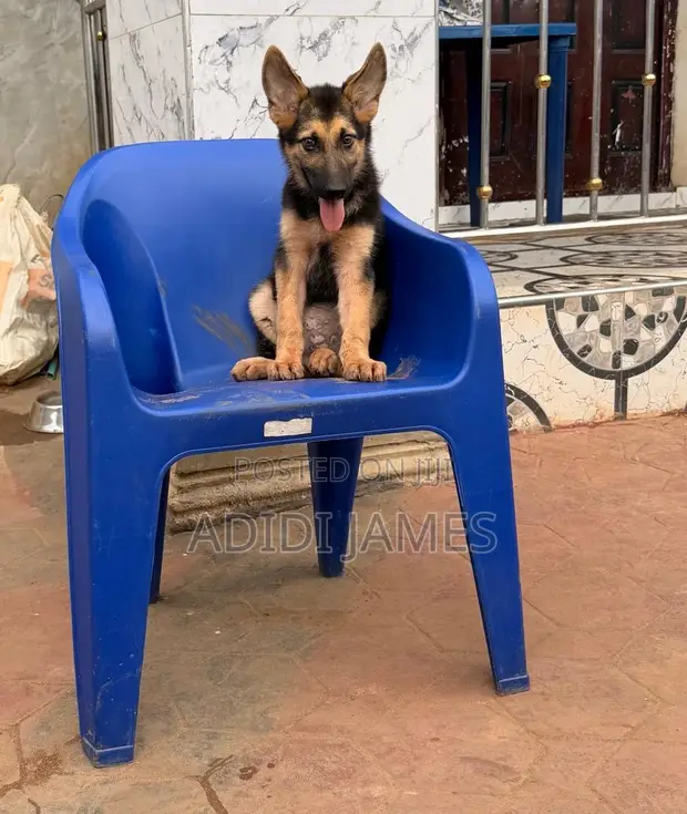 Female Purebred German Shepherd, 3-6 Months - 1