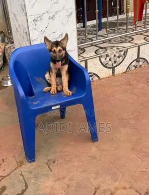 Female Purebred German Shepherd, 3-6 Months