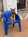 Female Purebred German Shepherd, 3-6 Months - 3