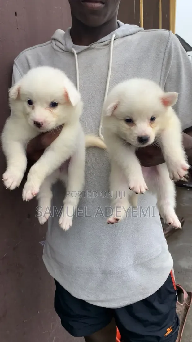 1-3 Month Male Purebred American Eskimo Puppy - 1