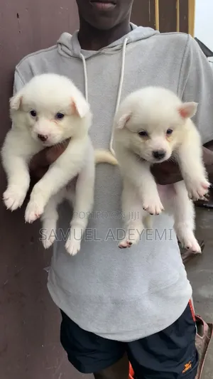 1-3 Month Male Purebred American Eskimo Puppy