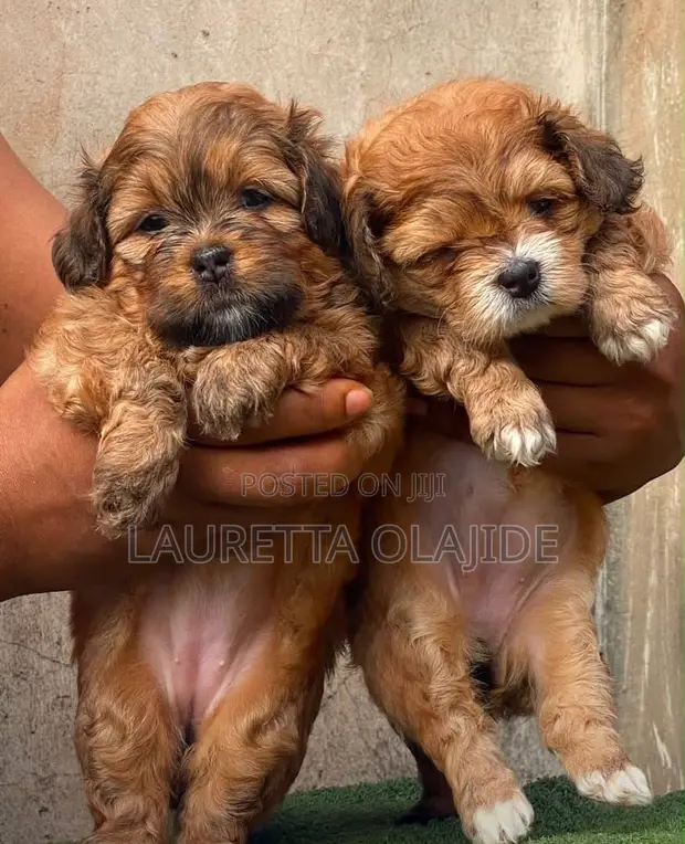 Purebred Lhasa Apso Puppy - 1-3 Months Male - 1