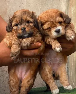 Purebred Lhasa Apso Puppy - 1-3 Months Male