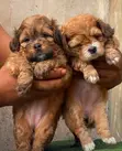 Purebred Lhasa Apso Puppy - 1-3 Months Male - 1