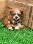 Purebred Lhasa Apso Puppy - 1-3 Months Male - 2