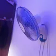 Century Hanging Fan - 1