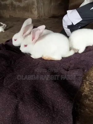 Weaner Rabbits for Sale
