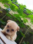 Female Purebred Lhasa Apso Puppy (0-1 Month) - 1